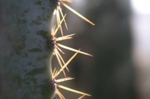 Kaktus Stacheln