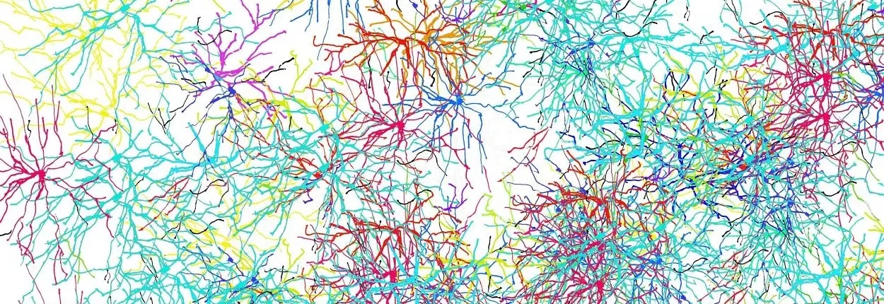 Infographic brain cells dendrites 